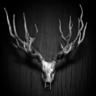 Deers Come To Heaven by Deadlydaughters - album cover