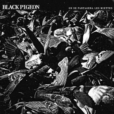 Black Pigeon