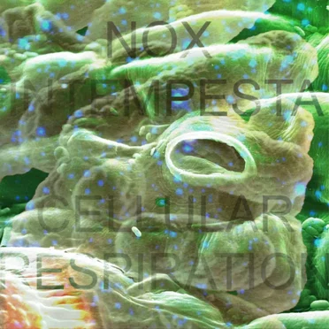 Cellular Respiration