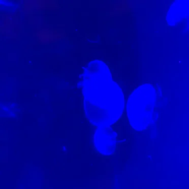 ・✧(๑ඕัළ*.。 * ̈°。