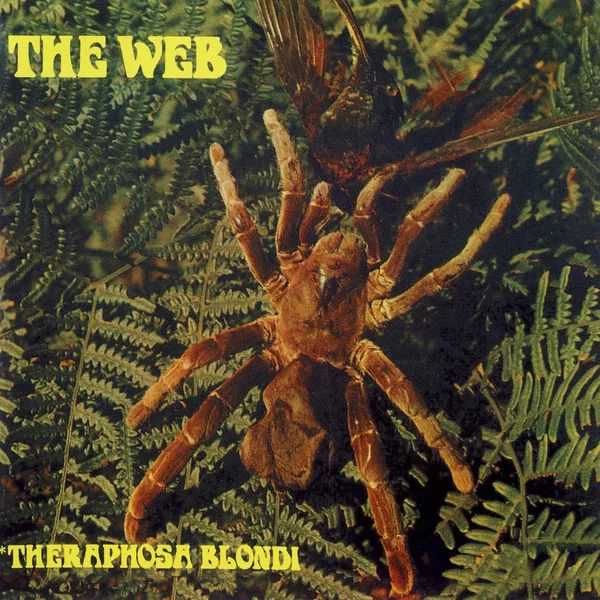 Theraphosa Blondi