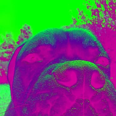 dolo doggie