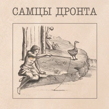 Самцы Дронта