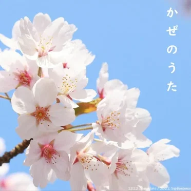 かぜのうた