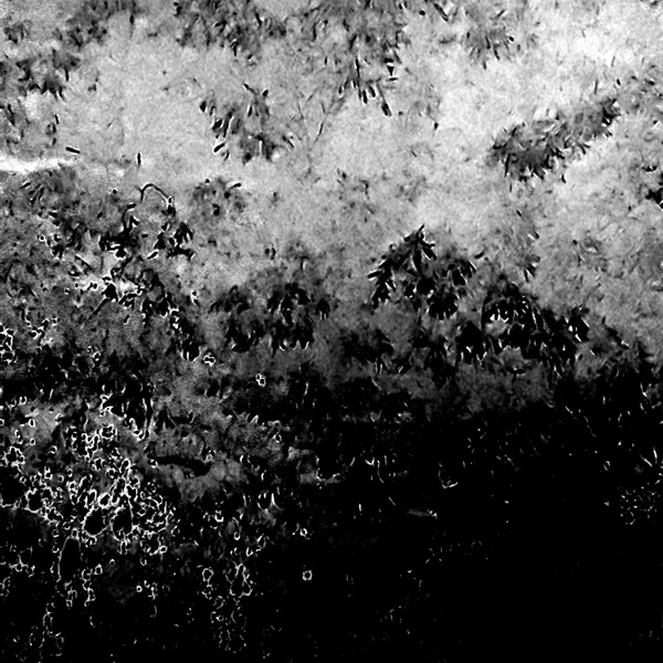 სამხრეთის ქარები