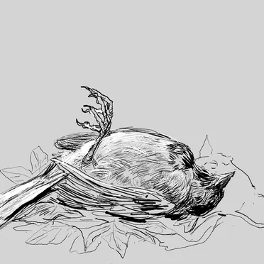 Death of the Sparrow