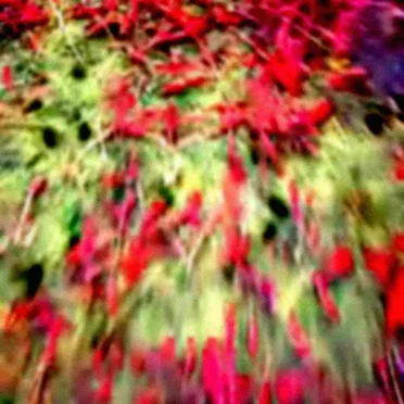 Happy Accidents