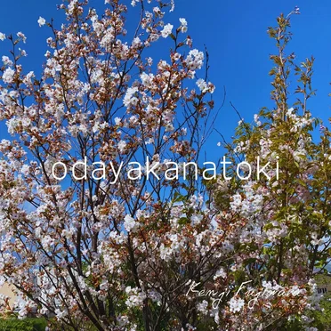 odayakanatoki by Kenji Fujiwara - album cover