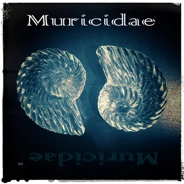 Muricidae