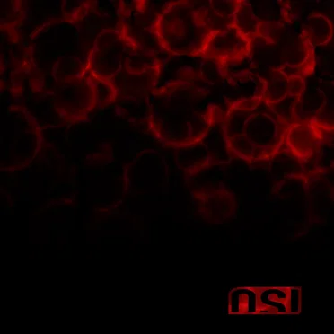Blood