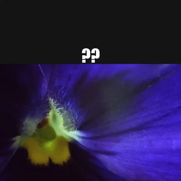 Eternal Violet EP