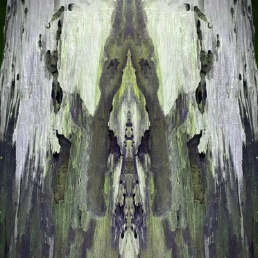 Bakunawa by Mana Mushroom - album cover