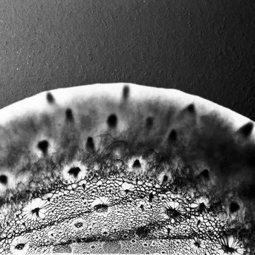 Live at the Wilde Auditorium, West-Hartford USA. November 10th 1998.