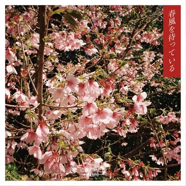 春風を待っている