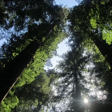 Avenue of the Giants, Vol. 2