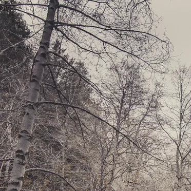 Broken Trees