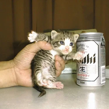 CatNeko