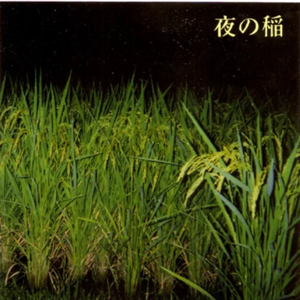 Rice Field Silently Riping in the Night