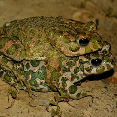2 Frogs 2’s Day