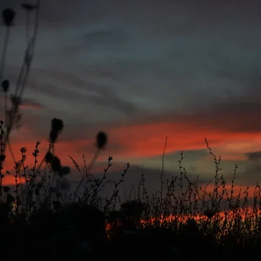 Wishing Skies
