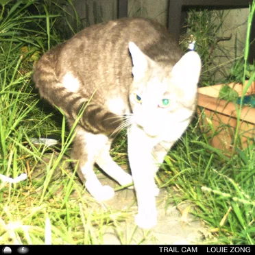 trail cam by Louie Zong - album cover