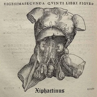 To Feed and Fornicate by Xiphactinus - album cover