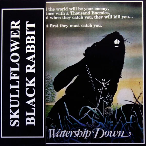Black Rabbit