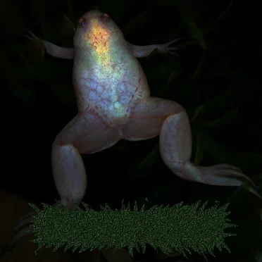 Songs for Aquarium Frogs