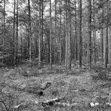 Wandering in a Lost Forest by Noir Son Repos - album cover