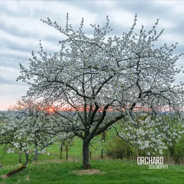 Serendipity by Orchard - album cover