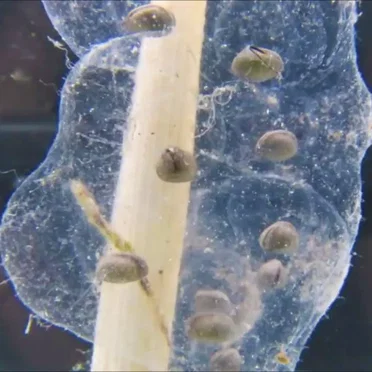 Abyssopelagic Freshwater