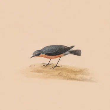 Robin