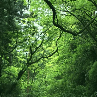 Hayama Ambient 016