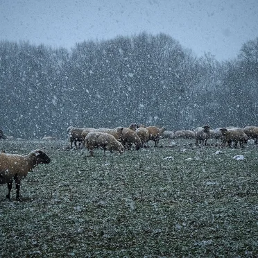 Winter Storm and Sacrifice