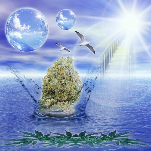 ✮triplicando0lamerma>:) ✮