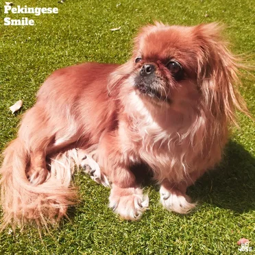 Pekingese Smile