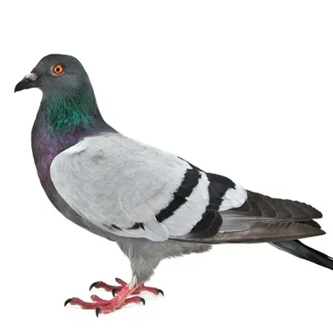 Talking to Birds