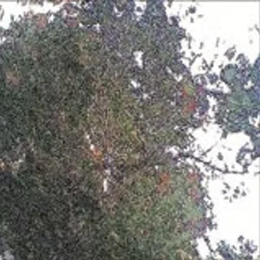 Muwei