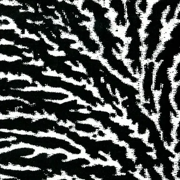 Cover the Windows and the Walls