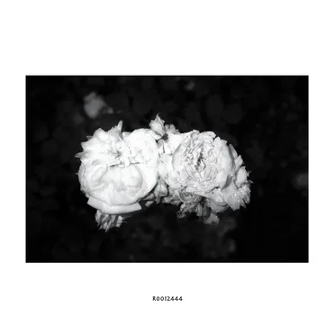 R0012444 by Hideo Nakasako - album cover