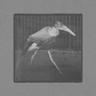 Adjutant Walking by Muybridge - album cover