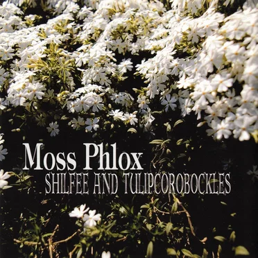 Moss Phlox by SHILFEE AND TULIPCOROBOCKLES - album cover