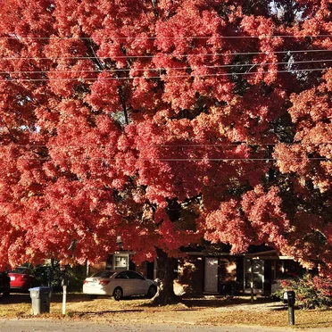 Tonight (single version)