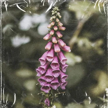 foxglove