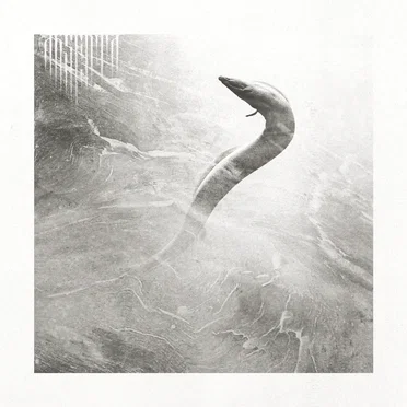 Eel