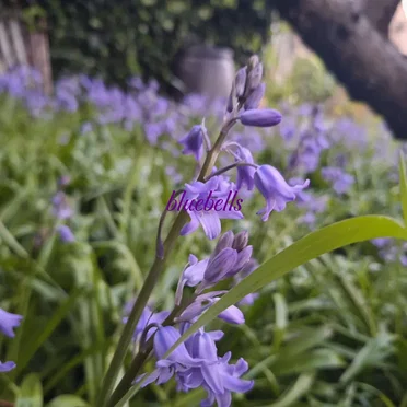 bluebells