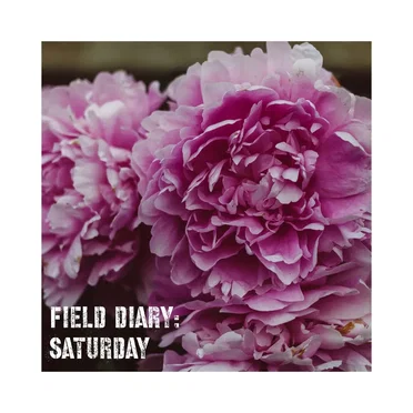 Field Diary: August 2021 by Various Artists - album cover