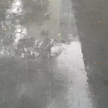 Young Leaves Falling