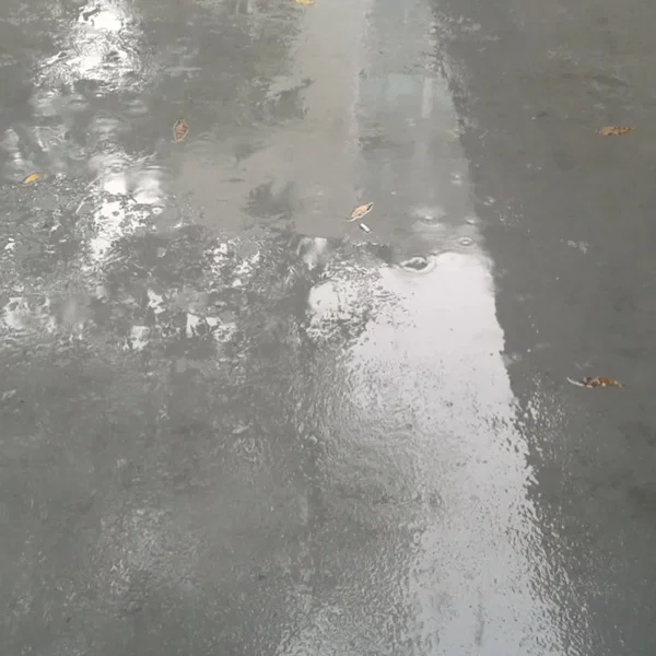 Young Leaves Falling