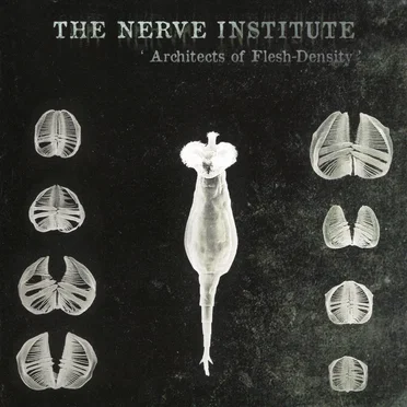 Architects of Flesh-Density